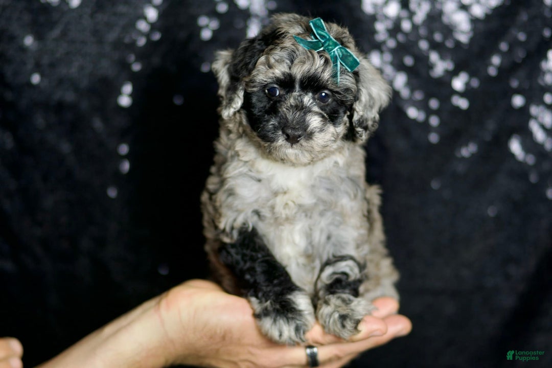 Maltipoo dogs for sale: Howlite - Image 3
