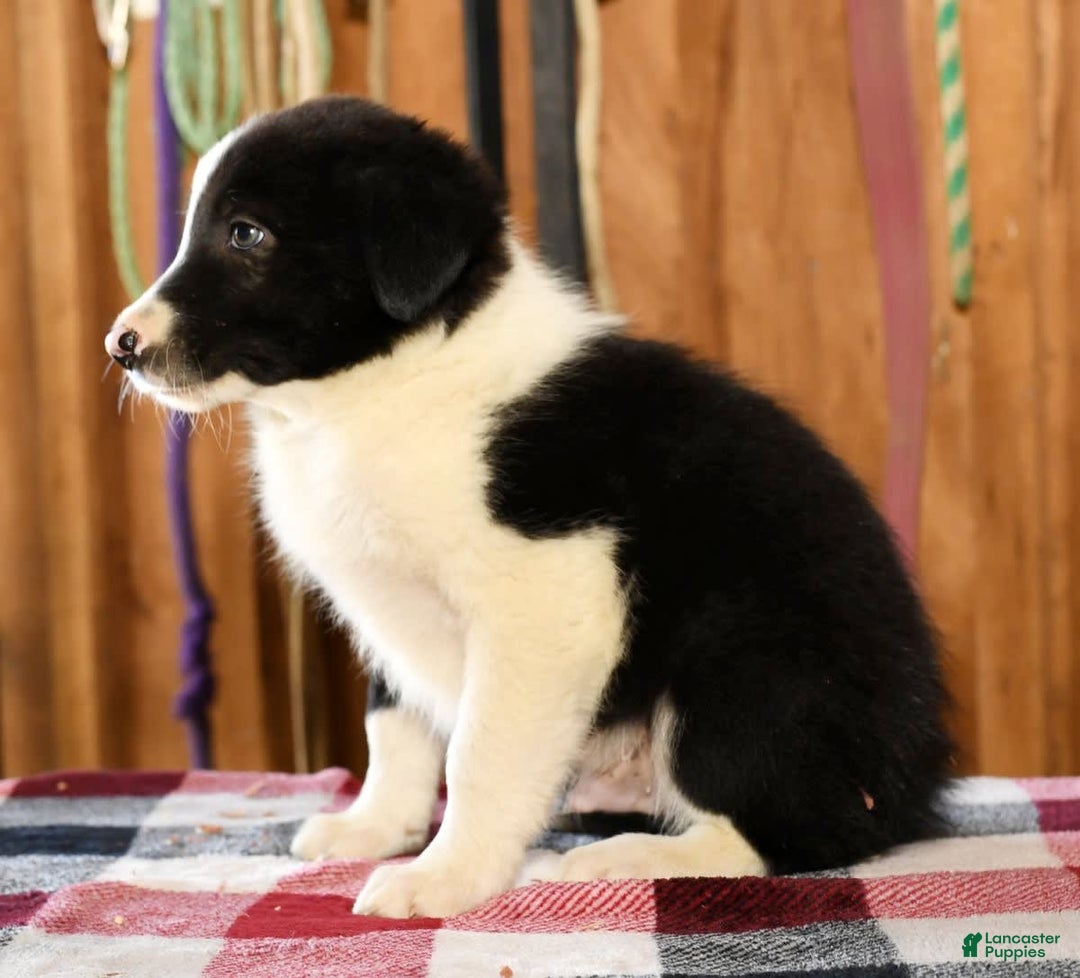 Border Collie dogs for sale: Lars - Image 6
