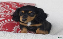 Miniature Dachshund dogs for sale: Tory - Image 2