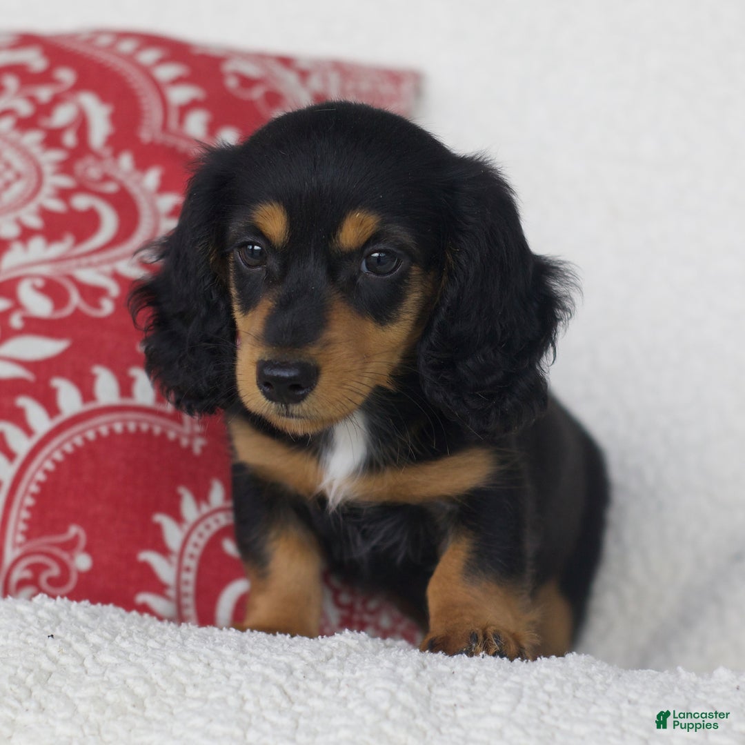 Miniature Dachshund dogs for sale: Tory - Image 2