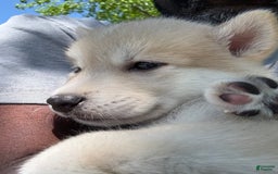 categoriesInfo:categoryAttributeOptions.pets.dogs.breed.akita dogs for sale: Champ - Image 28