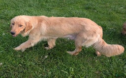 Golden Retriever dogs for sale: Leo - Image 16