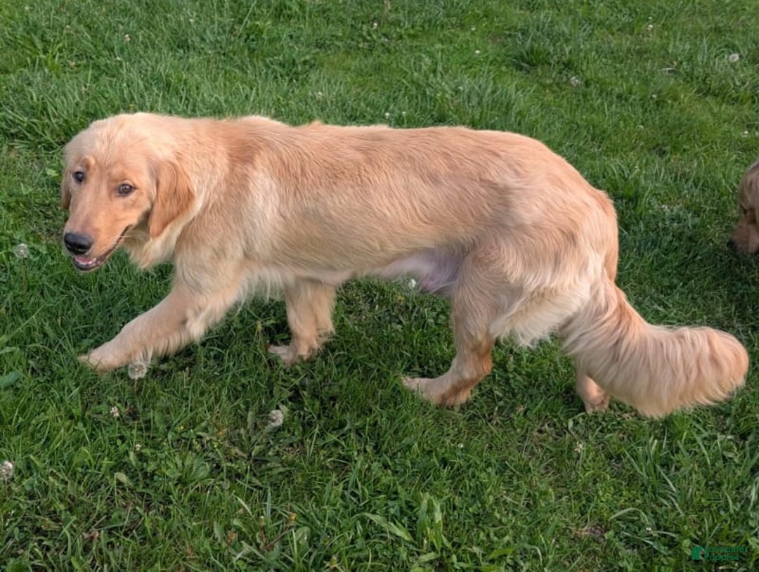 Golden Retriever dogs for sale: Leo - Image 16