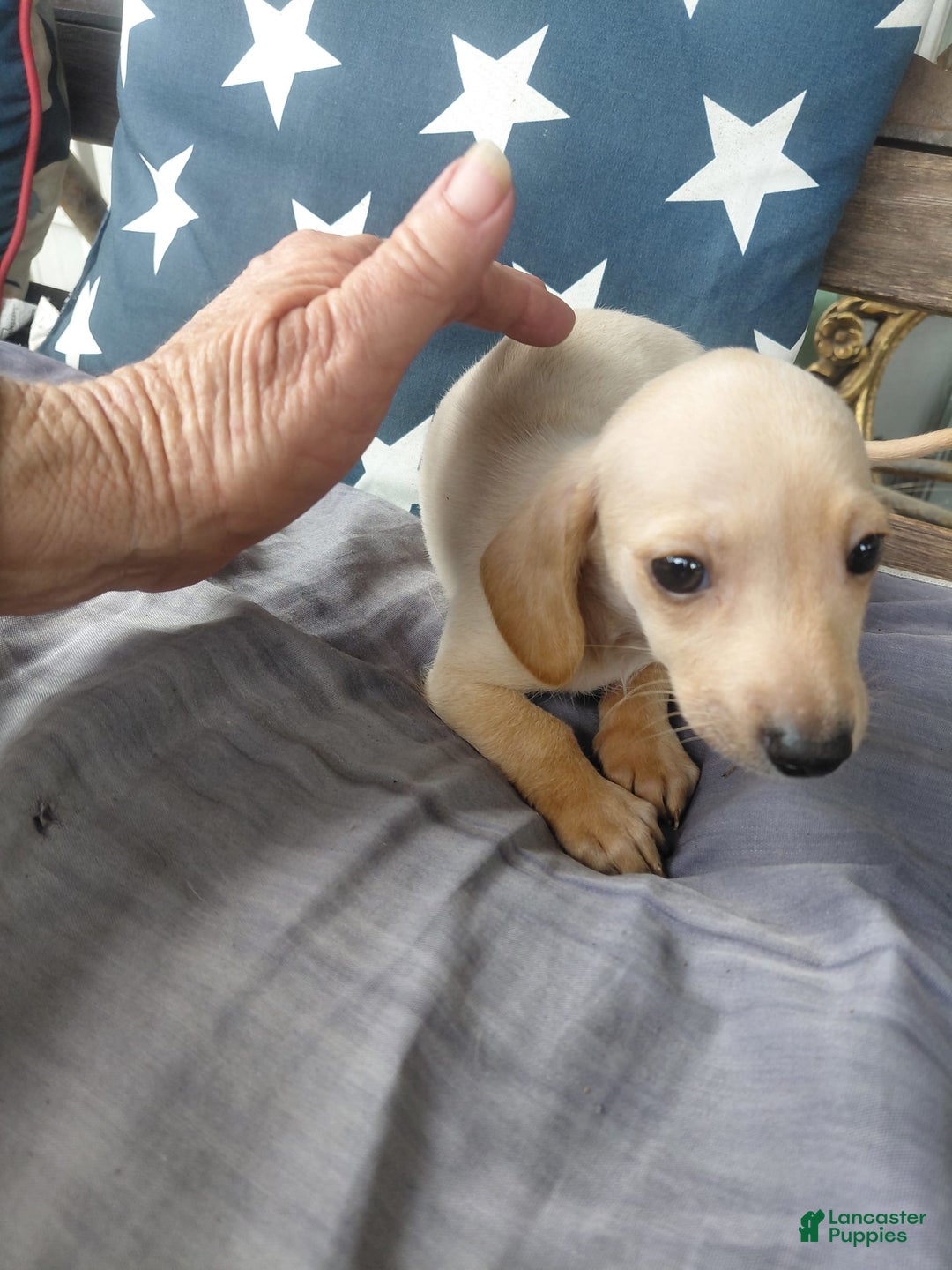 Miniature Dachshund dogs for sale: Miniature Dachshund 3 puppies - Image 4