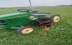 Rottweiler dogs for sale: Penny - Image 7