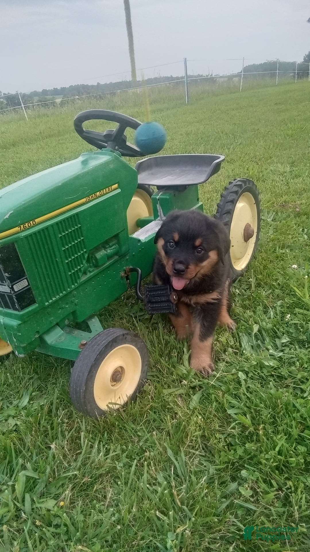 Rottweiler dogs for sale: Penny - Image 7