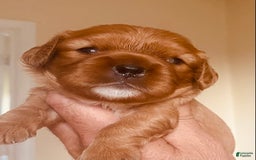 Cavalier King Charles Spaniel dogs for sale: Ruby - Image 2
