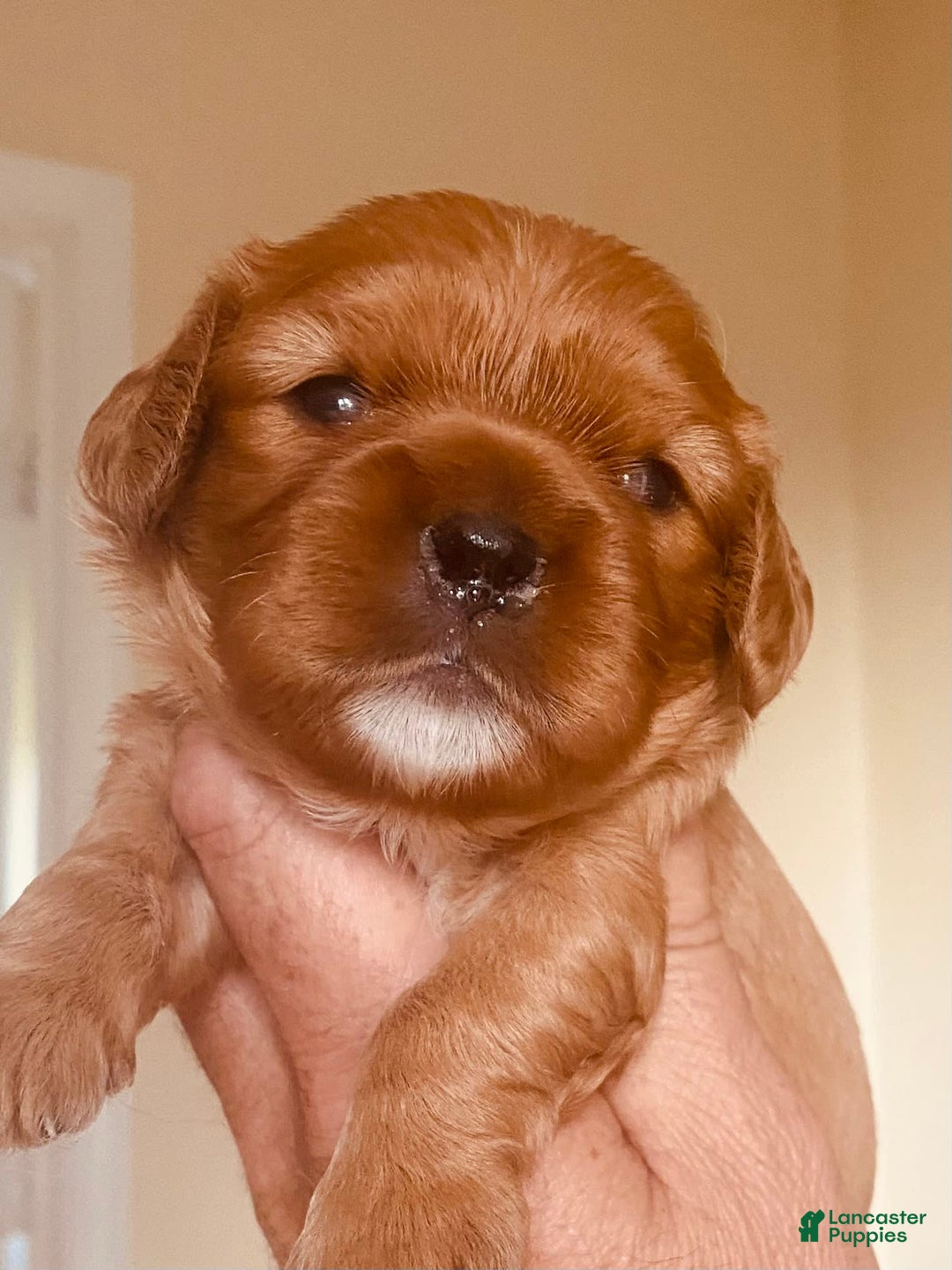 Cavalier King Charles Spaniel dogs for sale: Ruby - Image 2