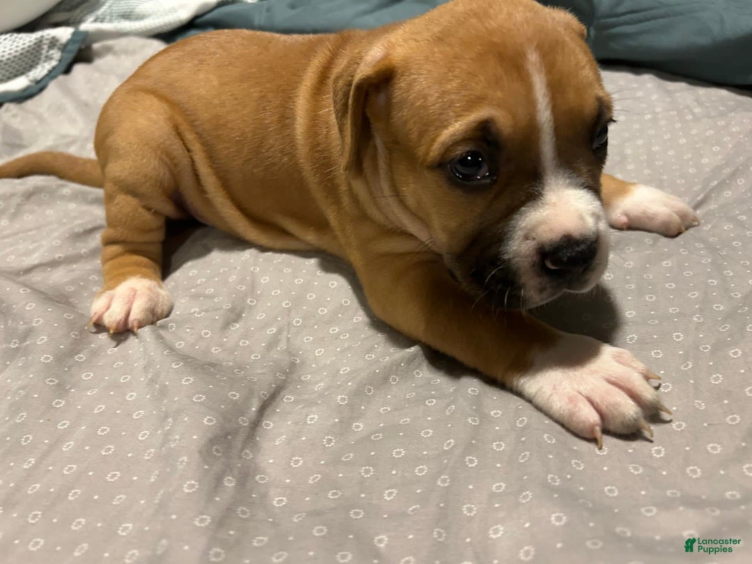 Mountain Cur dogs for sale: N/a - Image 2