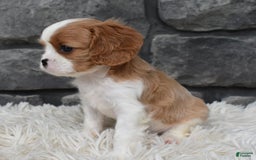 Cavalier King Charles Spaniel dogs for sale: Brady - Image 2