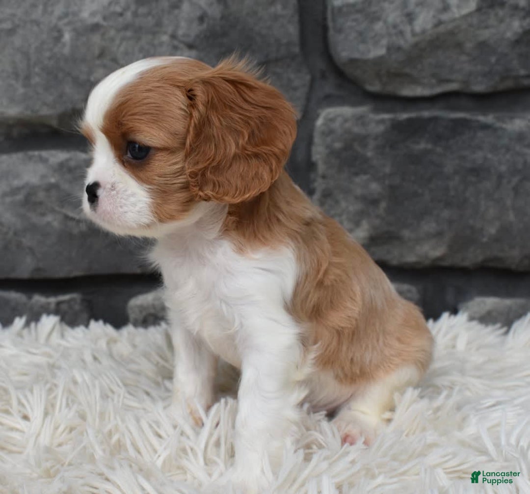 Cavalier King Charles Spaniel dogs for sale: Brady - Image 2