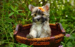 Morkie dogs for sale: Rare Gold Flame - Image 11
