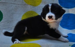 Border Collie dogs for sale: Donnie - Image 6