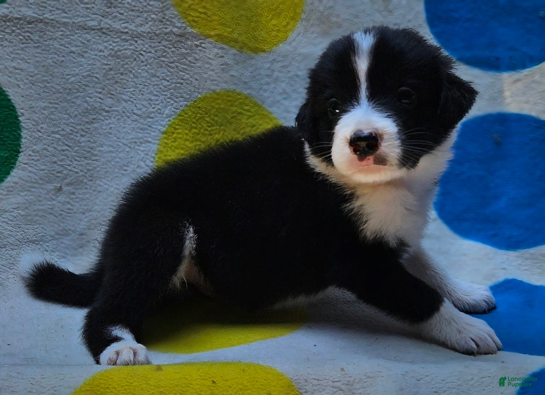 Border Collie dogs for sale: Donnie - Image 6