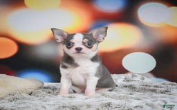 Chihuahua dogs for sale: Bo - Image 5
