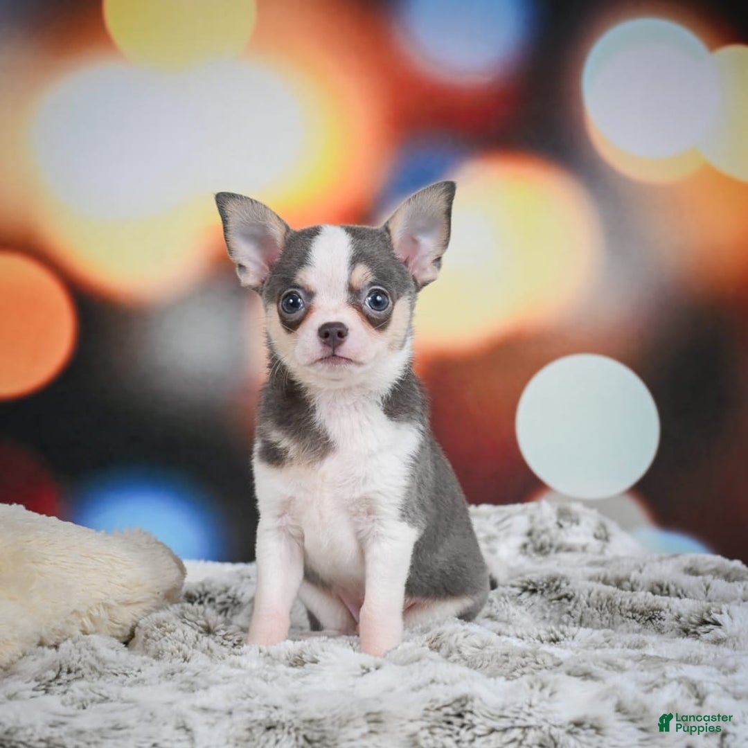 Chihuahua dogs for sale: Bo - Image 5