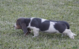 Basset Hound dogs for sale: Ann - Listing for pets: Ann, DEB, Flo, IDA, Jed, Ned, Ted - Image 5