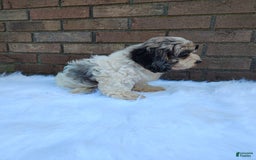 Cockapoo dogs for sale: Mary - Image 8