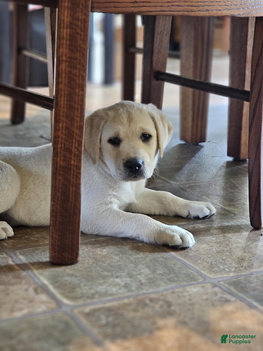 Labrador Retriever dogs for sale: Rileys Rosie - Image 16