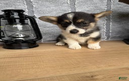 Welsh Corgi Pembroke dogs for sale: Carly - Image 4