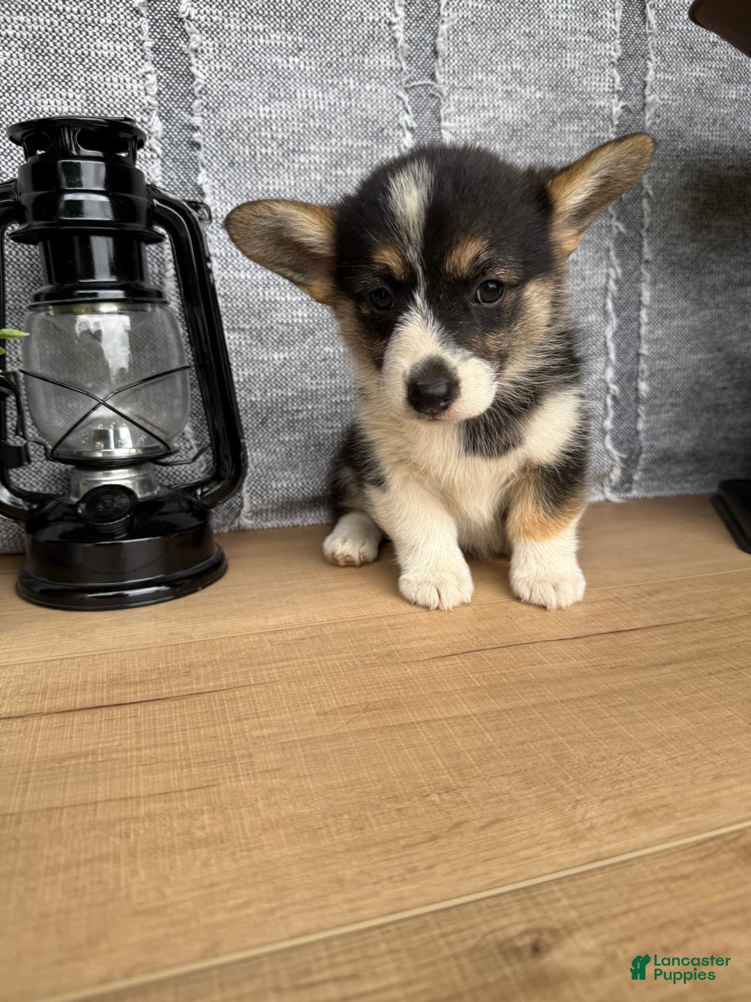 Welsh Corgi Pembroke dogs for sale: Carly - Image 4