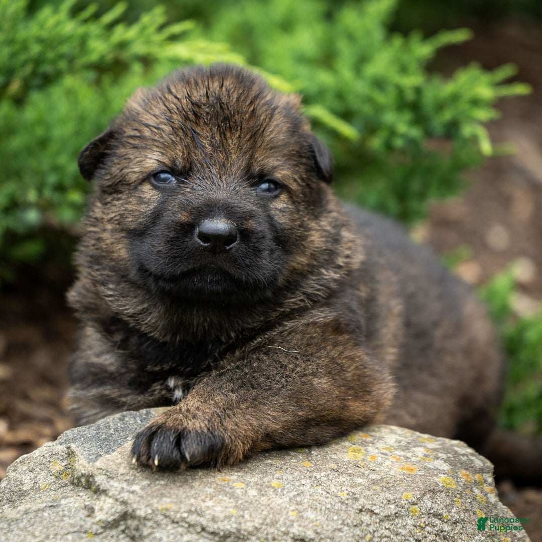 German Shepherd dogs for sale: Axel - Image 3