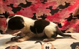 Border Collie dogs for sale: Fasti - Image 16