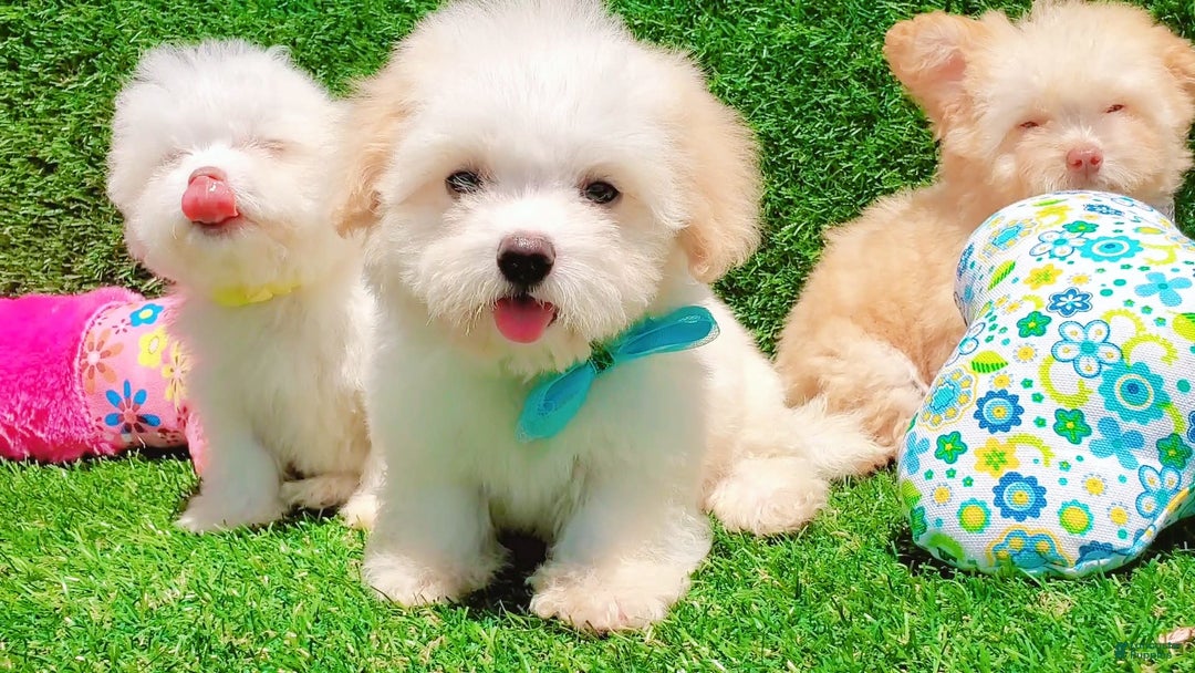 Maltipoo dogs for sale: Tiger - Image 12