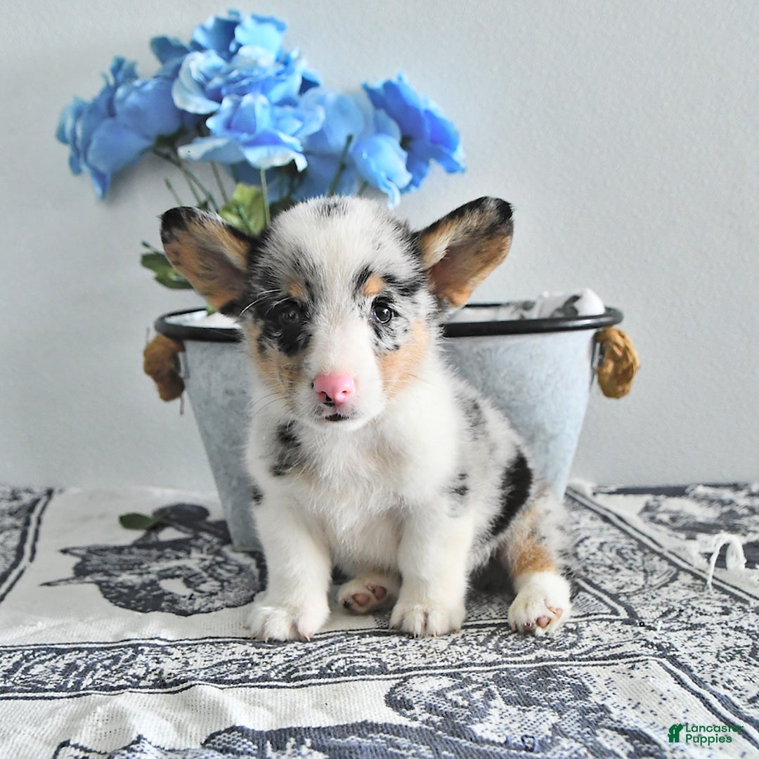 Welsh Corgi Pembroke dogs for sale: Burny - Image 2