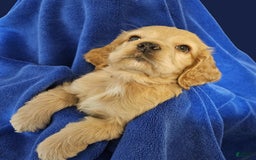 Cocker Spaniel dogs for sale: Rudy - Image 1