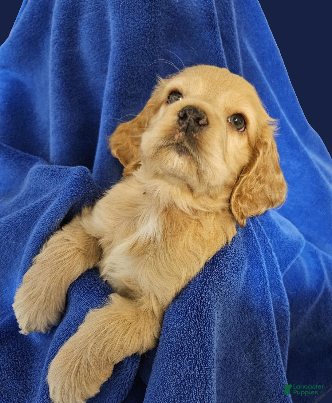 Cocker Spaniel dogs for sale: Rudy - Image 1
