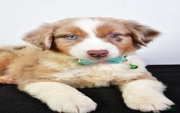 Australian Shepherd dogs for sale: Echo - Image 3