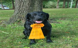Labrador Retriever dogs for sale: Rampin Roscoe - Image 3