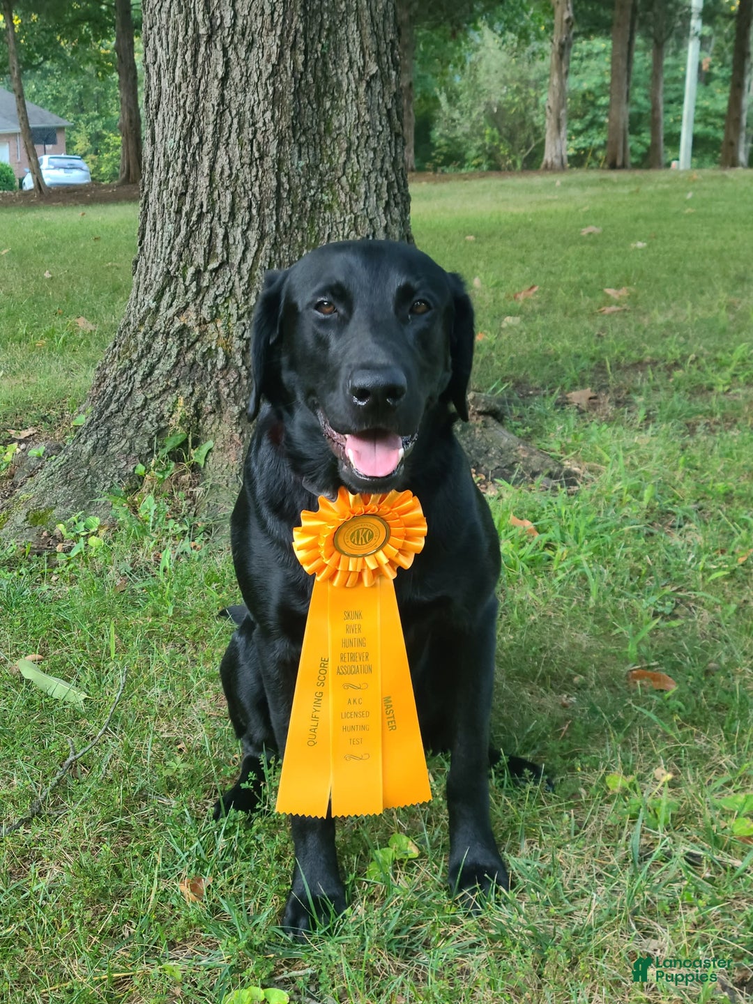 Labrador Retriever dogs for sale: Rampin Roscoe - Image 3