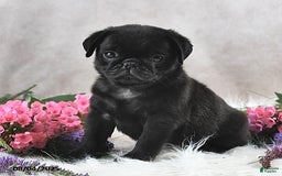 Pug dogs for sale: Sanford - Image 3