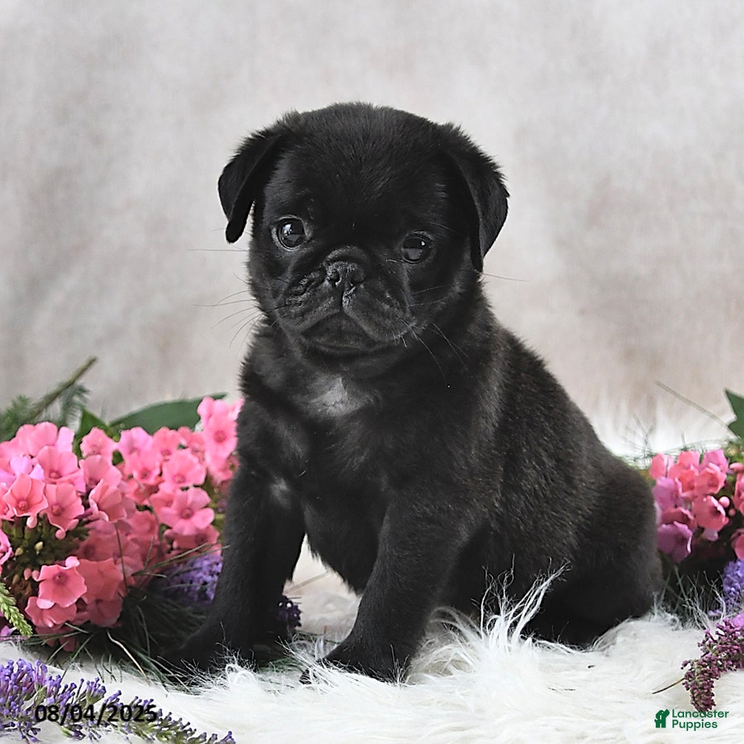 Pug dogs for sale: Sanford - Image 3