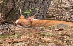 Chihuahua dogs for sale: Romeo - Image 6