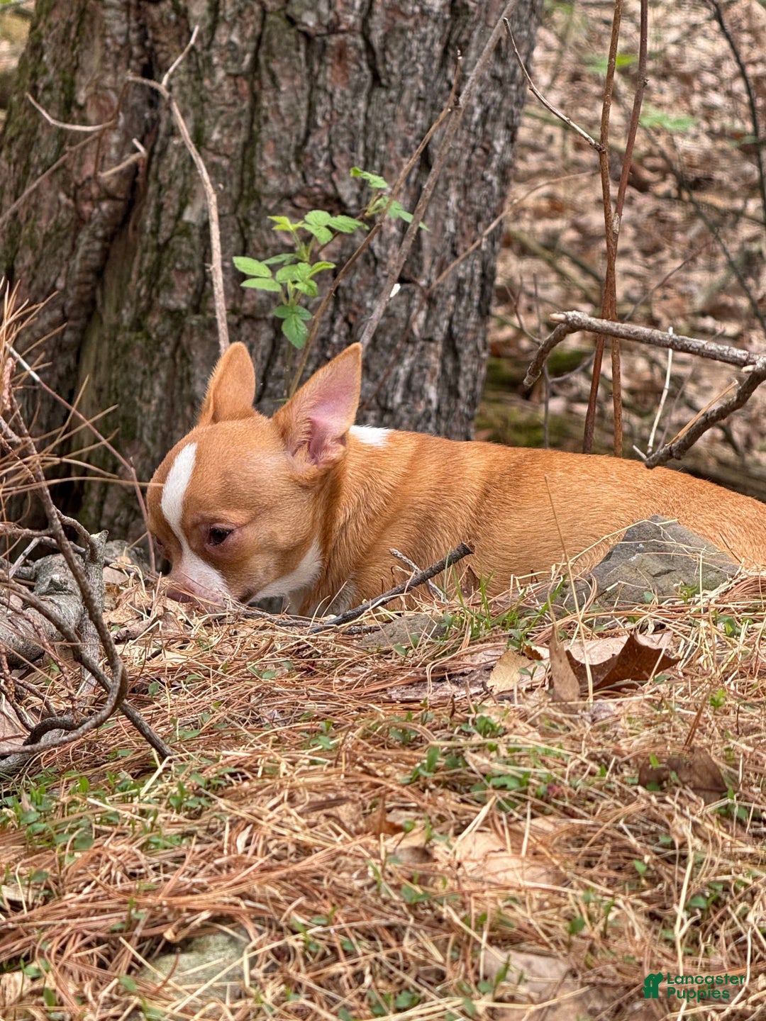 Chihuahua dogs for sale: Romeo - Image 6