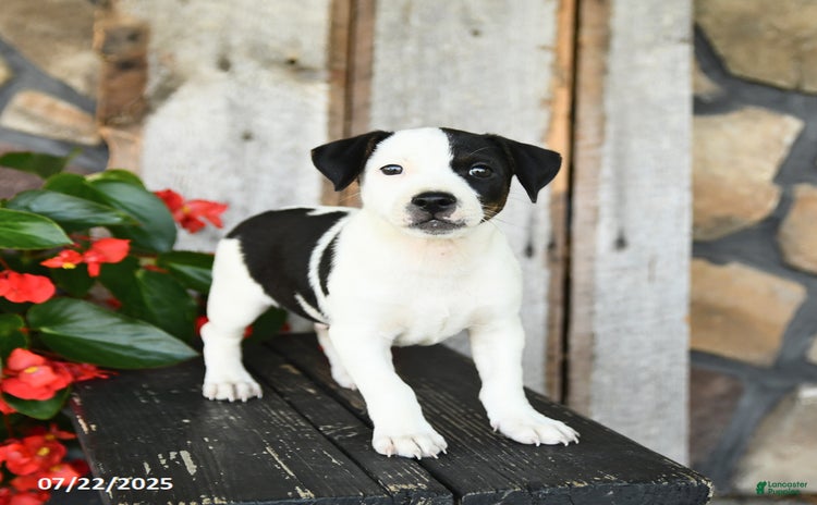 Jack Russell Terrier dogs for sale - Ad 3