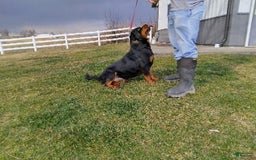 Rottweiler dogs for sale: Amber - Image 5