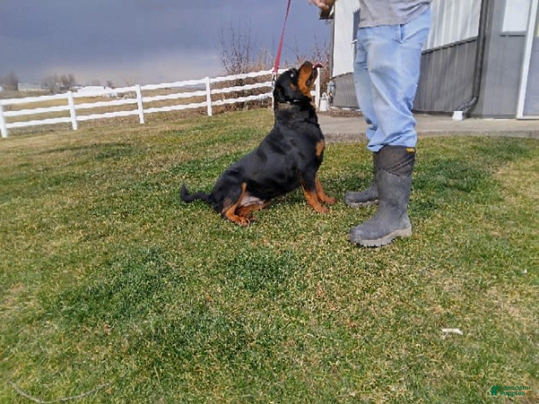Rottweiler dogs for sale: Amber - Image 5