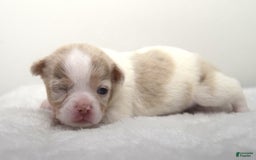 Chihuahua dogs for sale: Merlin - Image 1