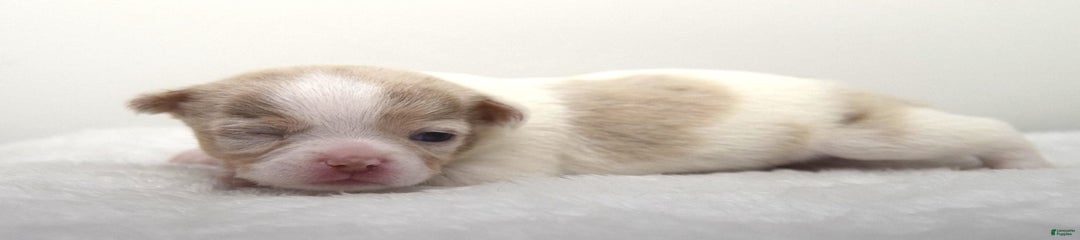 Merlin