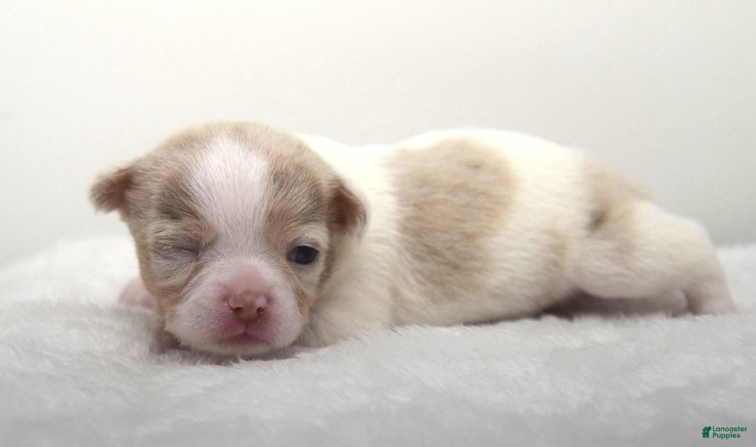 Chihuahua dogs for sale: Merlin - Image 1