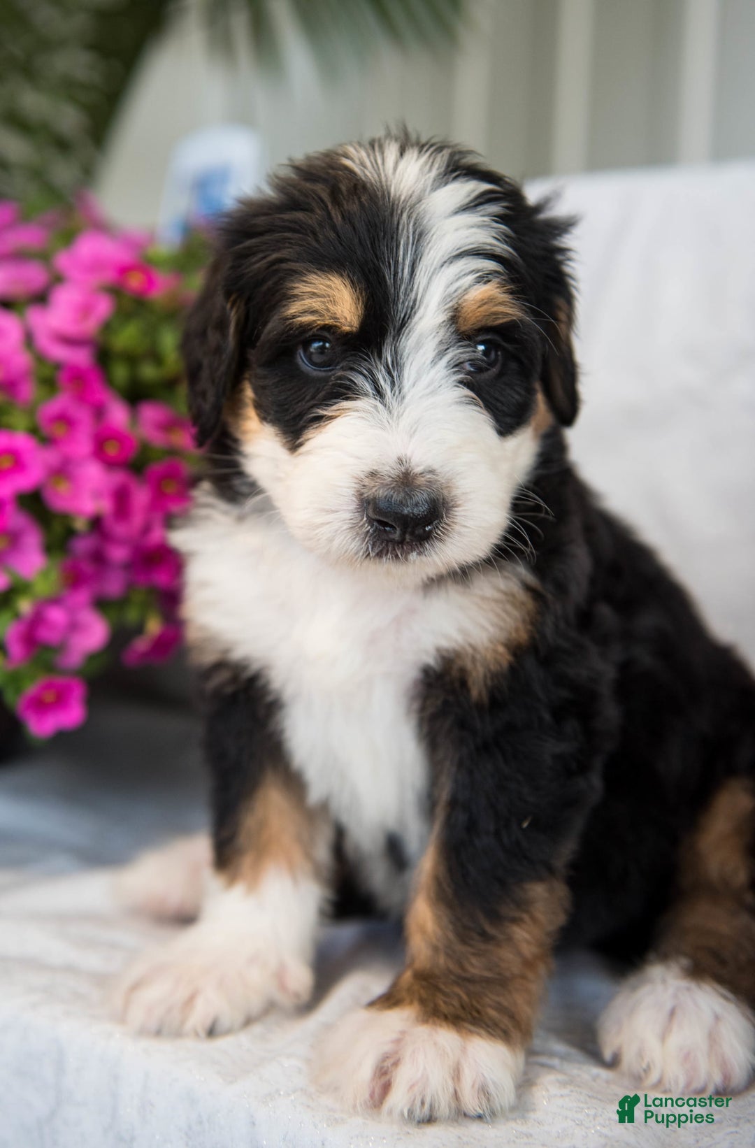 Bernedoodle dogs for sale: Jerry - Image 19