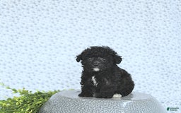 Mini Goldendoodle dogs for sale: Karter - Image 1