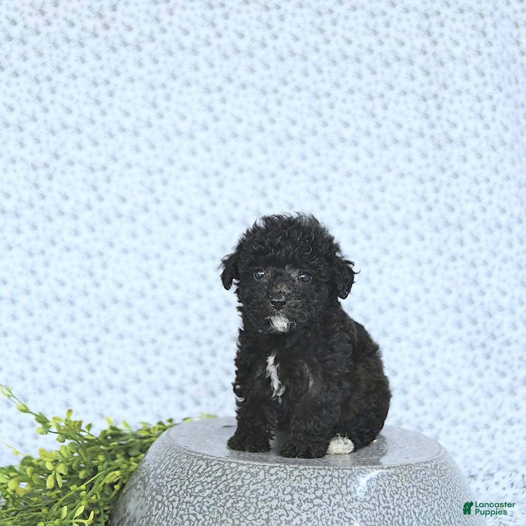 Mini Goldendoodle dogs for sale: Karter - Image 1