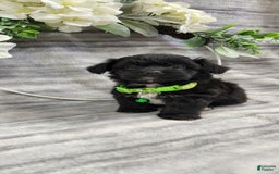 Schipperke dogs for sale: Buddy - Image 1