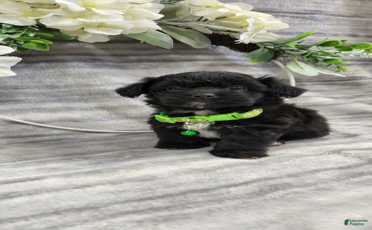Schipperke dogs for sale - Ad 4
