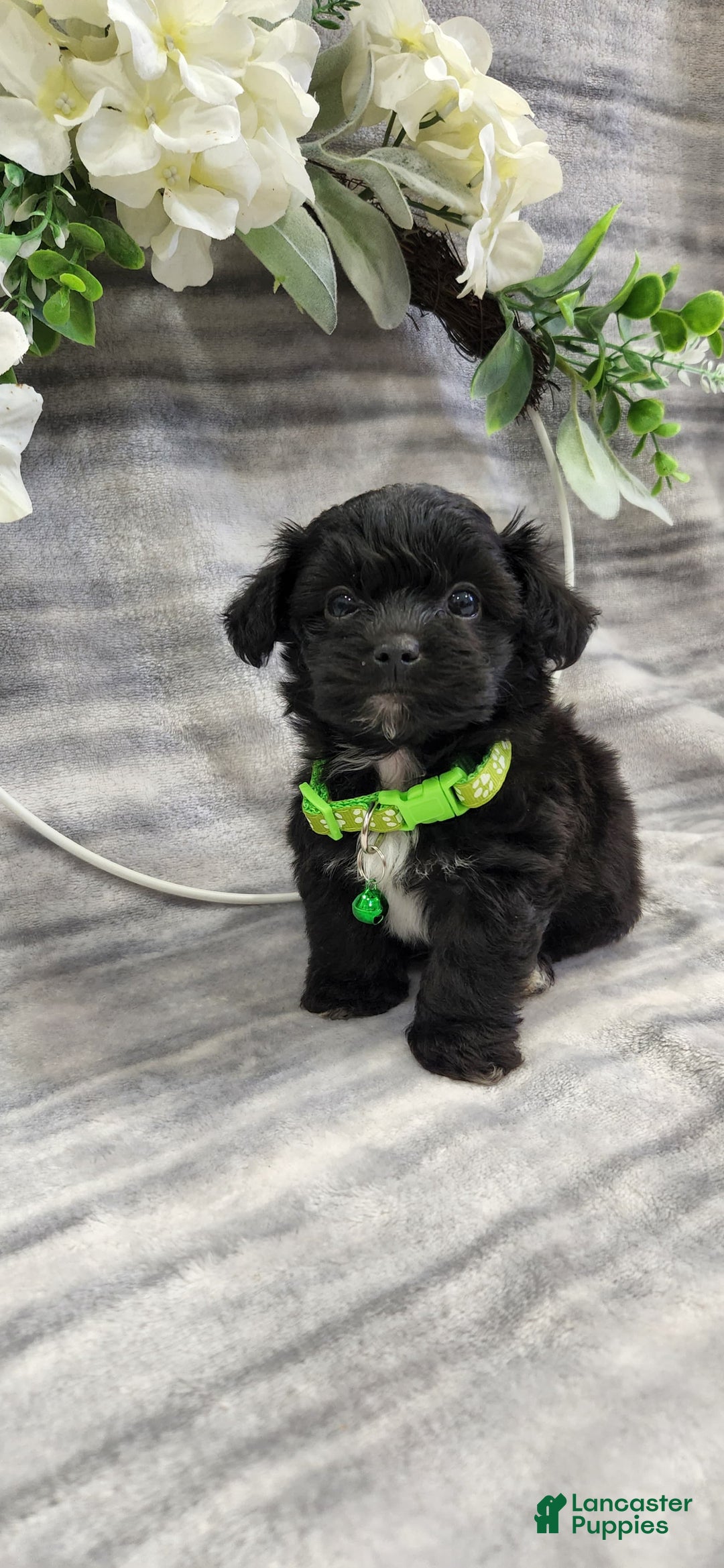 Schipperke dogs for sale: Buddy - Image 1